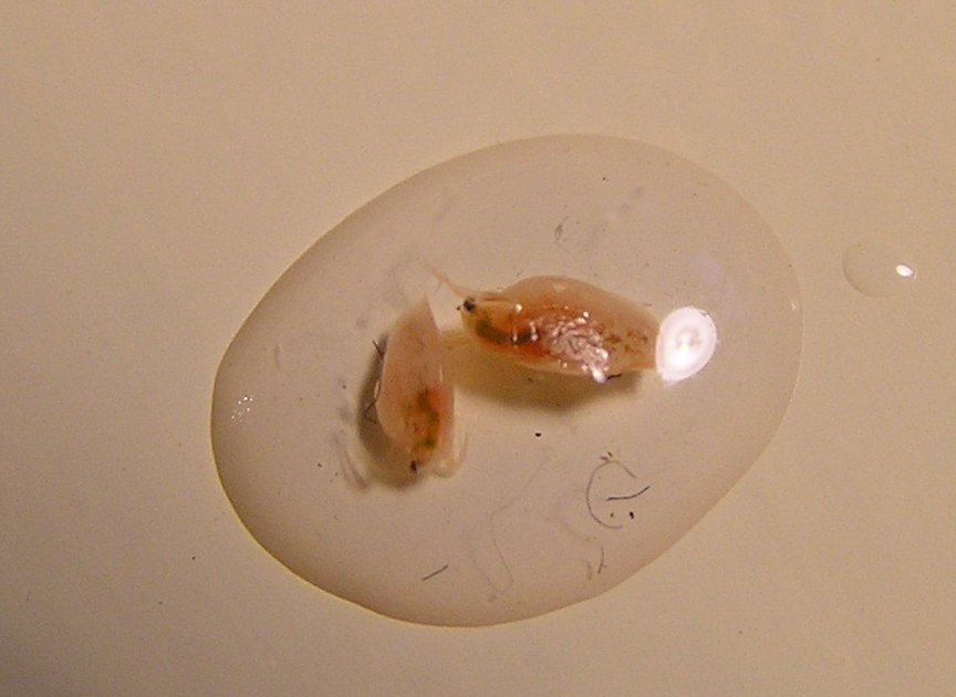 Ceriodaphnia sp.